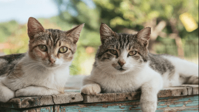 How to Use the Cat Hashtag on Instagram